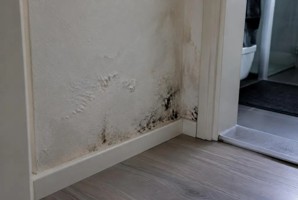 Lekdetectie Linschoten – vochtplek met schimmel op een muur